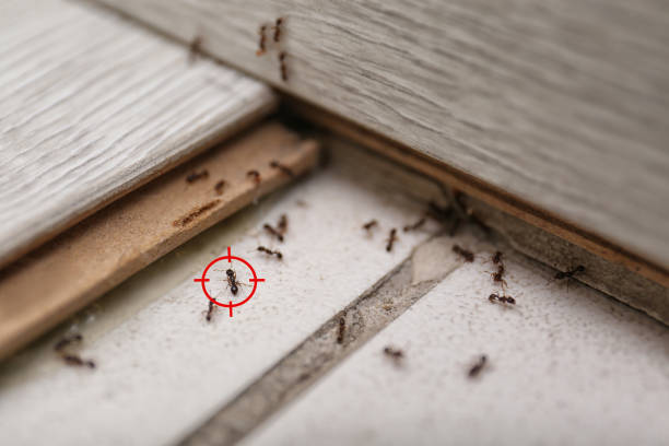 Best Commercial Pest Control Services  in Edgeworth, PA