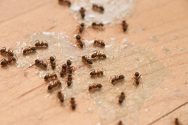 Reliable Edgeworth, PA Pest Control Solutions