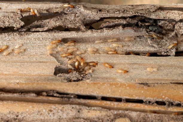 Best Pest Inspection Near Me  in Edgeworth, PA