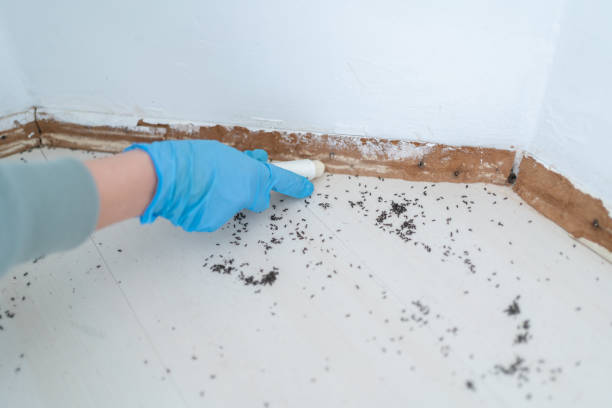 Best Affordable Pest Control Services  in Edgeworth, PA